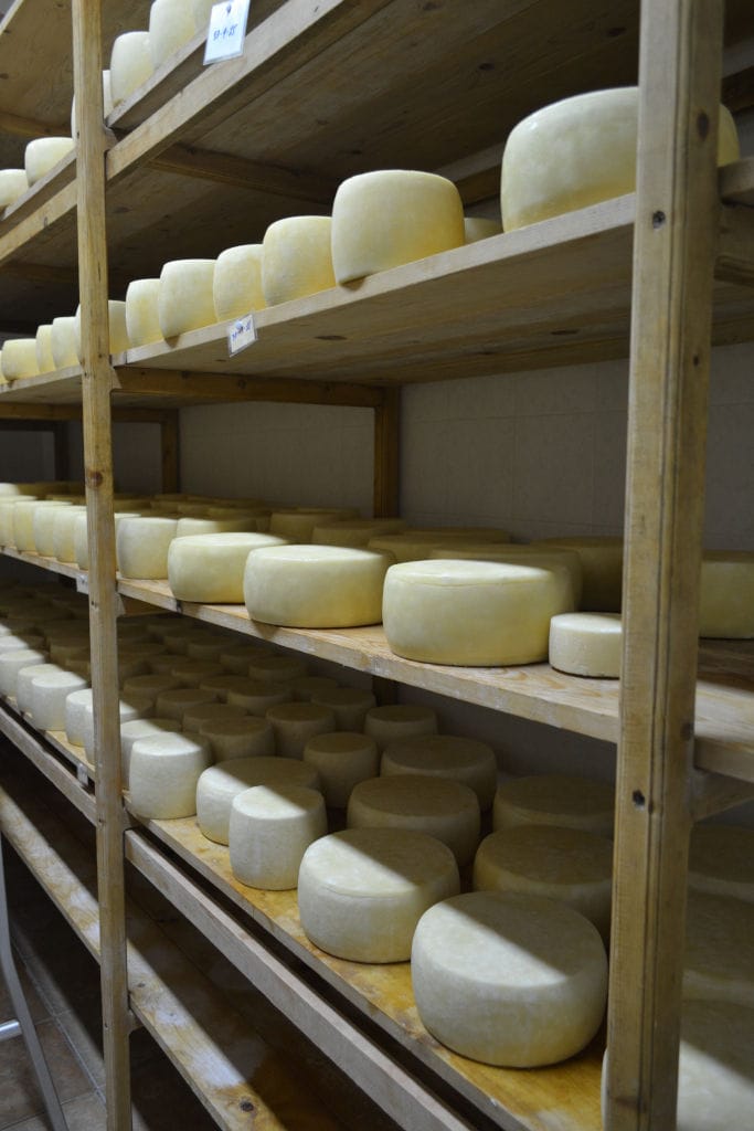graviera cheese on the wood shelves to be drying at 'Vasilas Dairy' company